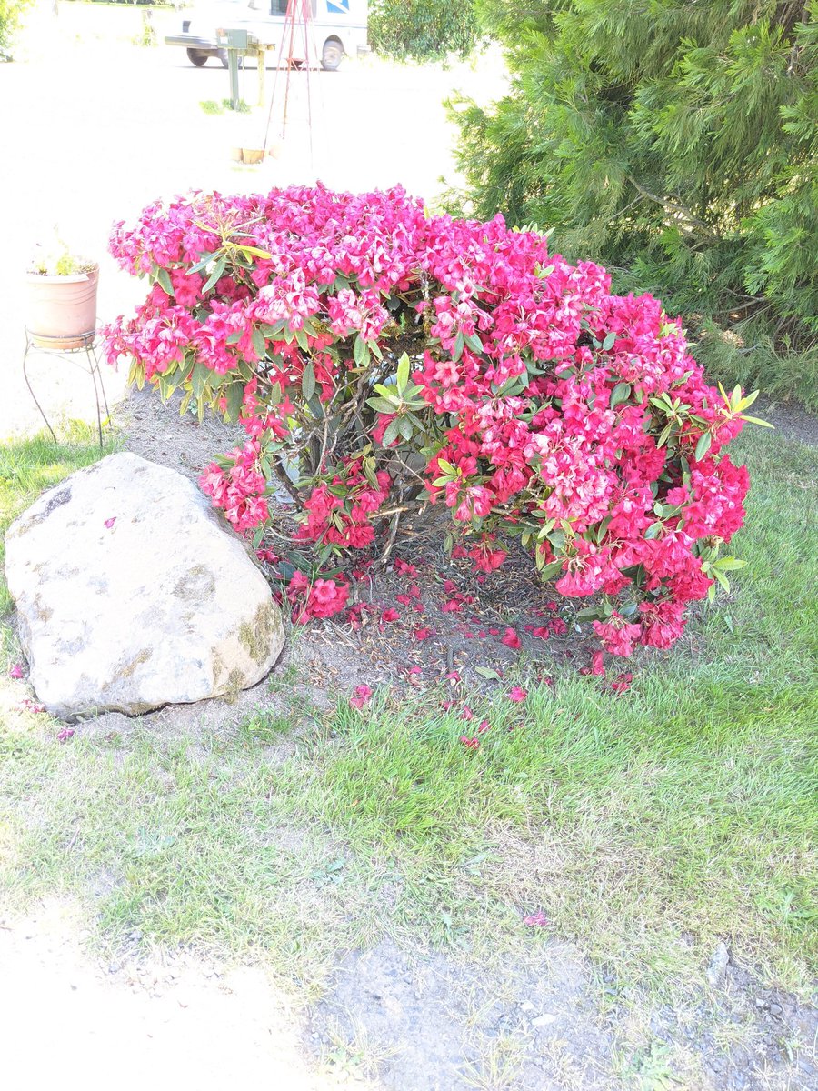 Eventsbylmh's tweet photo. Hey @amazon I get it, you guys are slammed. Today your driver threw a box in the direction of my front door, then ran to his van &amp; blew out of my driveway so fast he hit a rock &amp; took out half my plant! Not Cool, my kids were in the yard! What if he hit them? He didn't even stop! https://t.co/sgArNyylMk