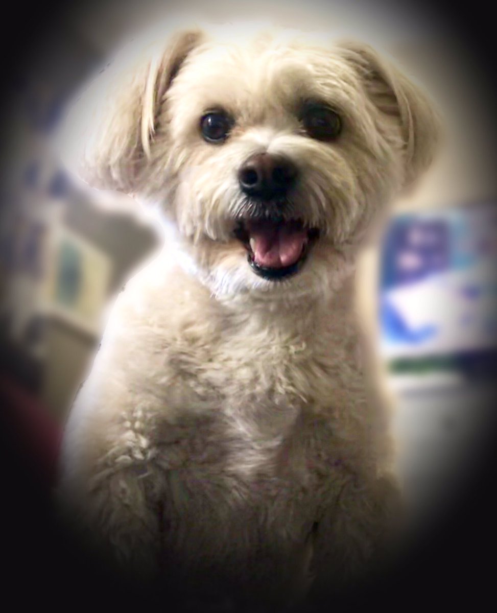My mom saw this brave smile all week despite my injured hind knees &amp; it taught her a lesson. When life gives you 100 reasons to cry,...show life that you have 1000 reasons to smile. 
She’s so proud of me.💖
#dogsoftwitter #dogs #Dog #ThursdayThoughts #Inspiration #happiness
