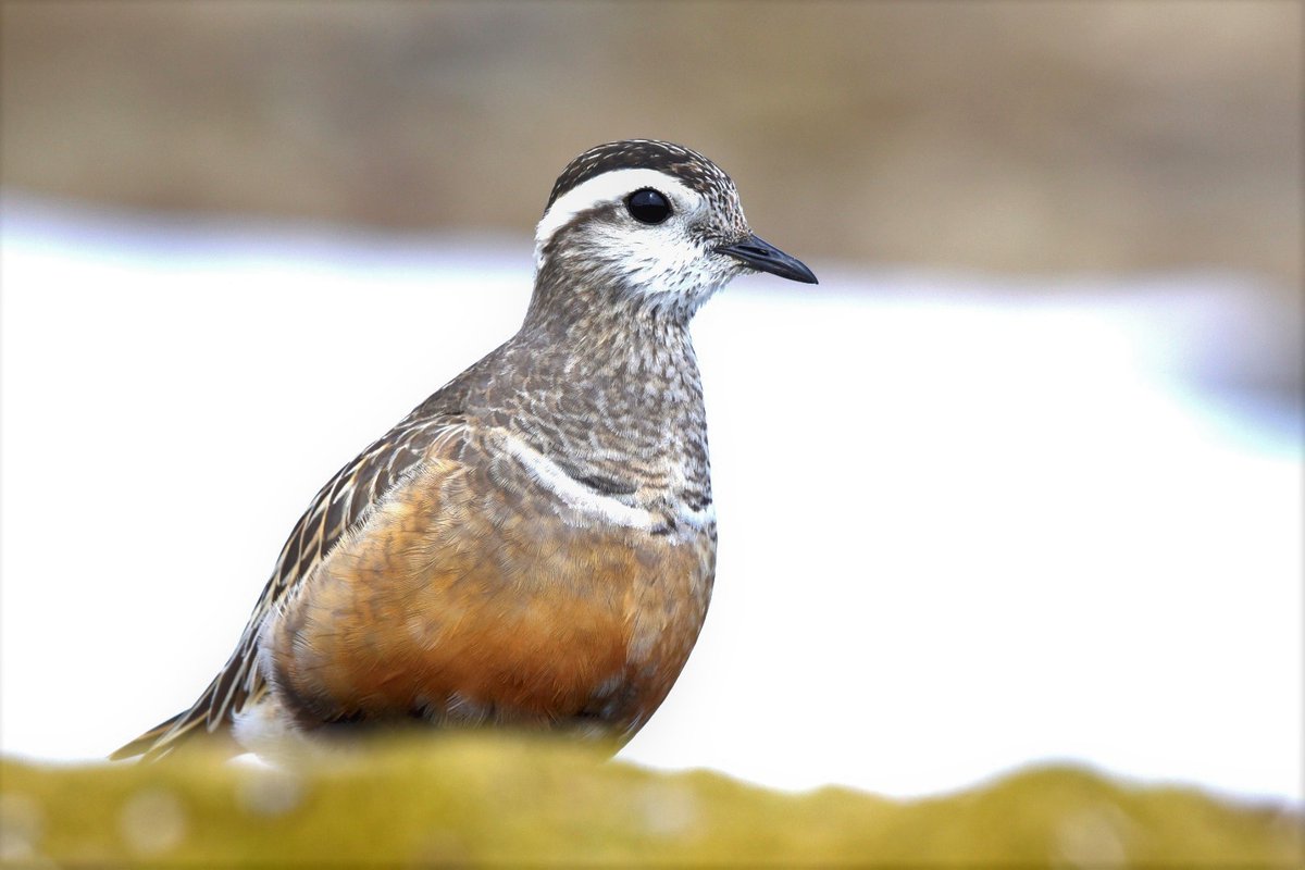 TerjeLislevand's tweet photo. Enjoyable meetings with dotterels the last couple of days. Will they breed at all this year, with all that snow still left in Norwegian mountains? https://t.co/93jIHDRREp