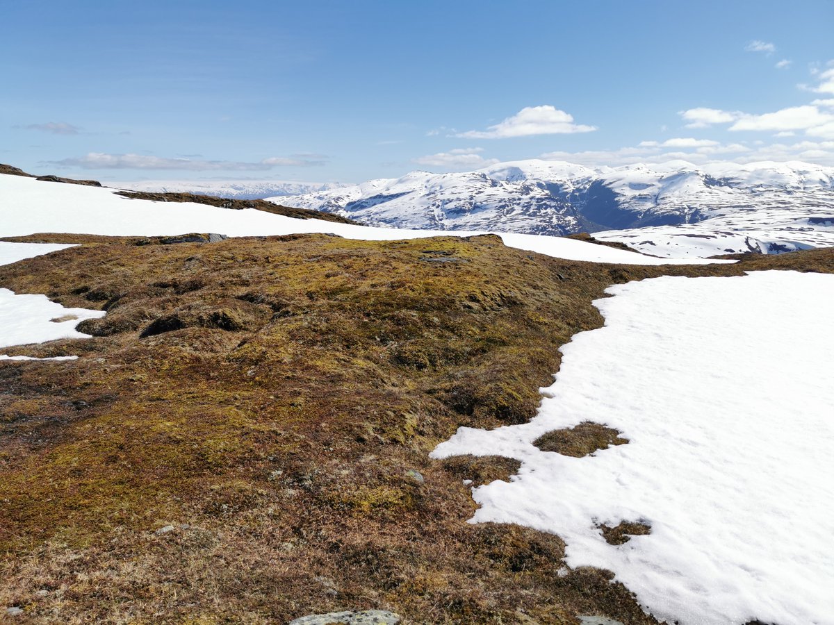 TerjeLislevand's tweet photo. Enjoyable meetings with dotterels the last couple of days. Will they breed at all this year, with all that snow still left in Norwegian mountains? https://t.co/93jIHDRREp