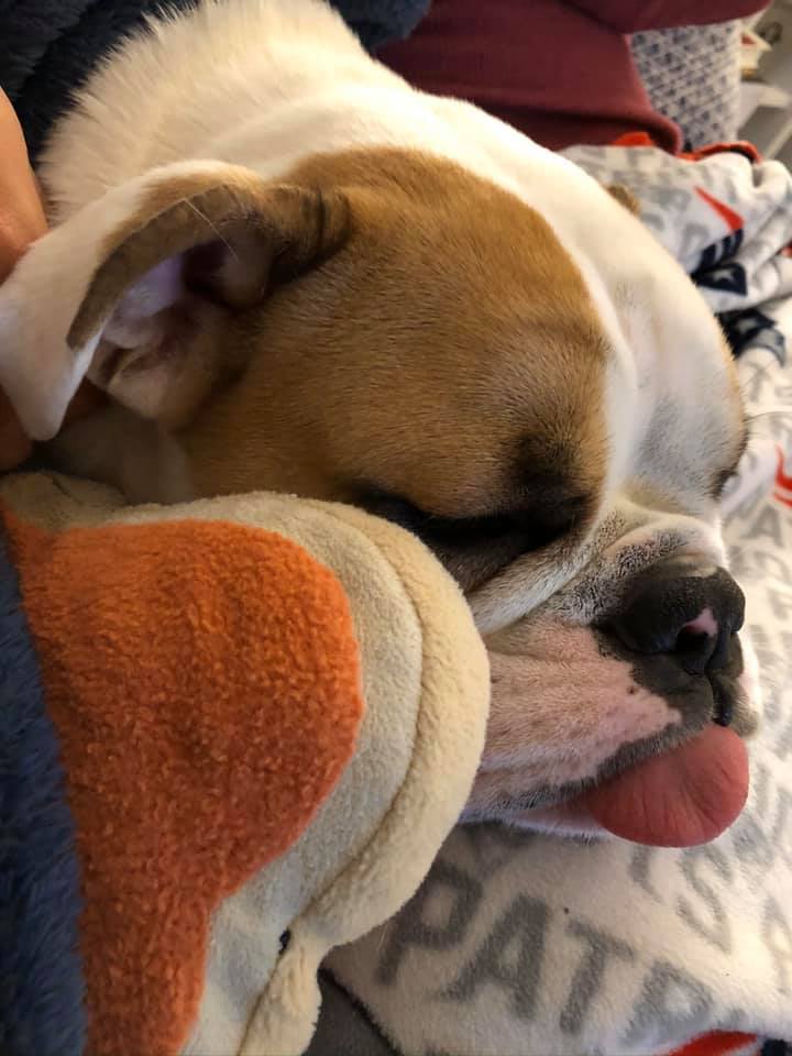 AlexAndRoberts's tweet image. Time for your weekly dose of cute! Meet Frida! Frida works with Amanda Munoz Hoey in our call center. Here's a picture of Frida doing her very best to nap through quarantine! Frida is rated 10/10 for her face-scrunchiness, with special recognition for Best Tongue Hanger-Outer!