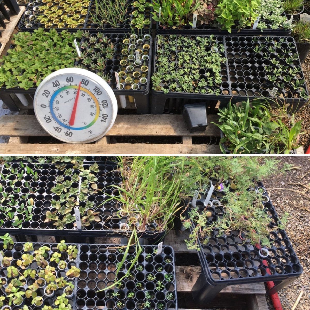 SDStateNPI tweet media