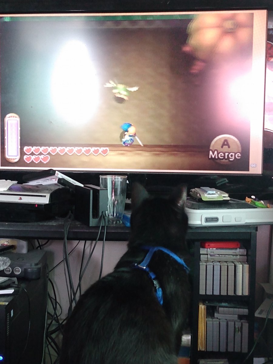 Our kitty watching <a href="/GameGrumps/">Game Grumps</a>  Legend of Zelda Link Between World's. He especially loves the squeaky Maiamais