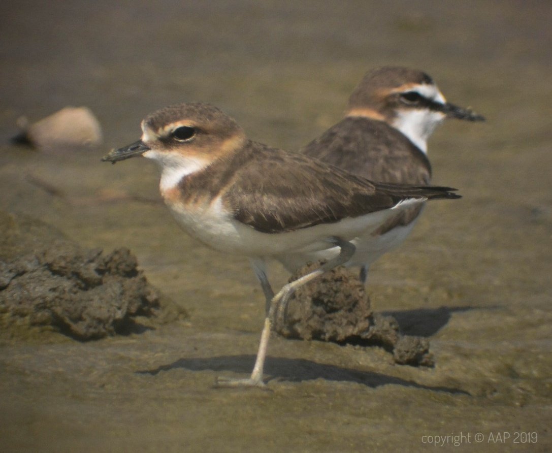 Javan Plover #digiscoping #kowadigiscoping #kowascoping #nikon1v2 #kowaphotographs #kowatsn4 #indonesia #shorebird #northerncoastalofjava