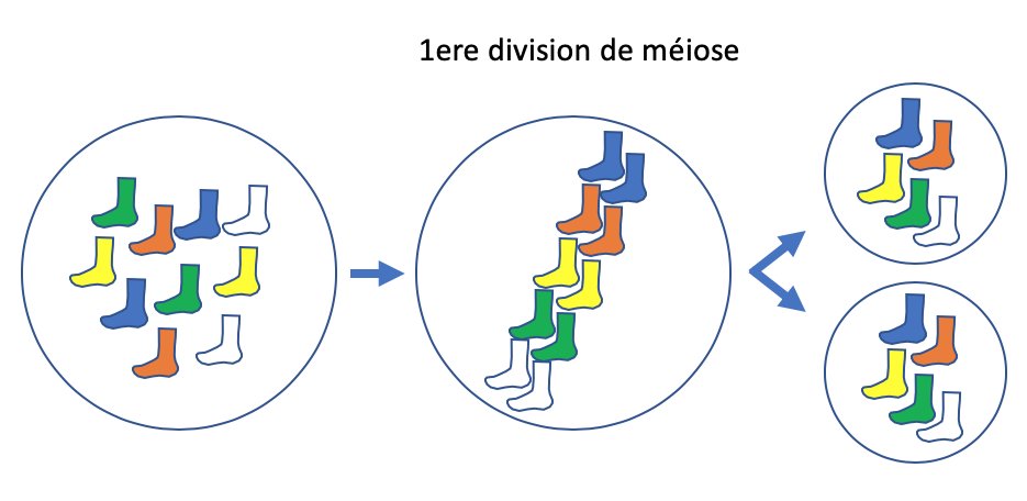 ensuite les séparer en 2 tas homogènes (contenant chacun 5 chaussettes … vous avez bien réduit le nombre de chaussettes de 10 à 5).