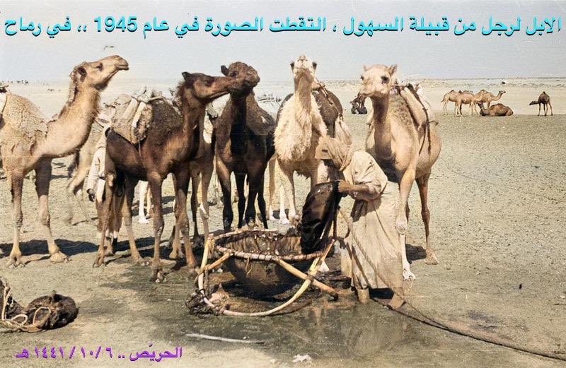 الابل لرجل من قبيلة السهول ، التقطت الصورة في عام 1945 ،، التقطت الصورة في رماح ..