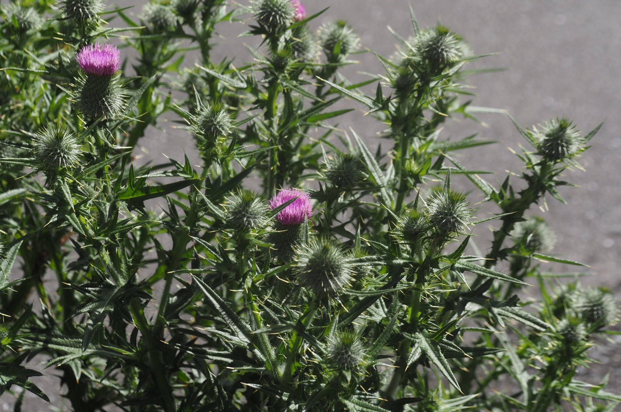 日高トモキチ 5 25 第一小説集 レオノーラの卵 発売 V Twitter 逞しいという表現がこれほど似合う植物もないアメリカオニアザミ なにしろ アメリカ オニ アザミ である 気を許す要素がどこにもない アスファルトの割れ目などからも元気にずもももおと生え