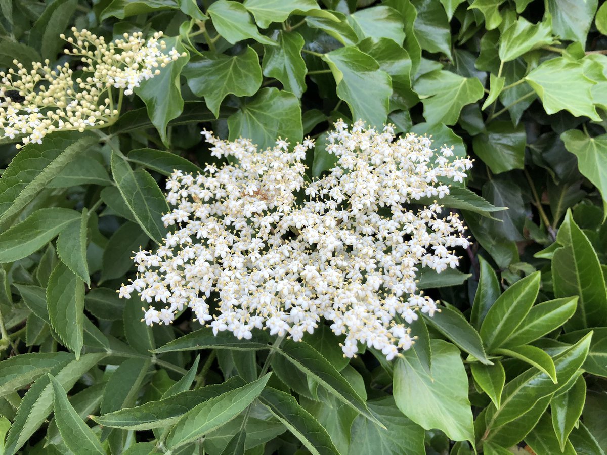 found some beautiful flowers today
#Asteraceae #Rosaceae #Cucurbitaceae #Adoxaceae