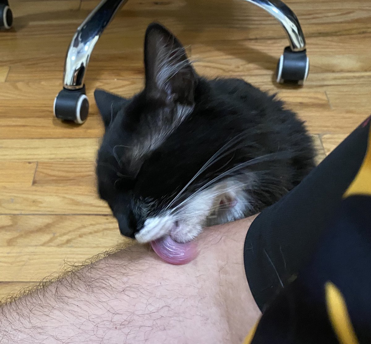 vanchondo's tweet photo. Quédate con quien te quiera como mi gato a mi https://t.co/qc5ErehXgx