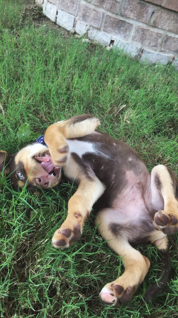 kaitlyn_holder's tweet photo. my new baby🥺💓 https://t.co/6FE84OUPhb