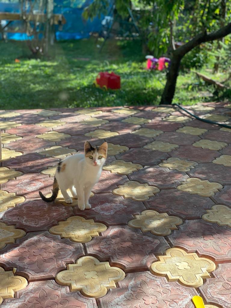 Kürşat YAVUZ (@kursatyavuz1) on Twitter photo 