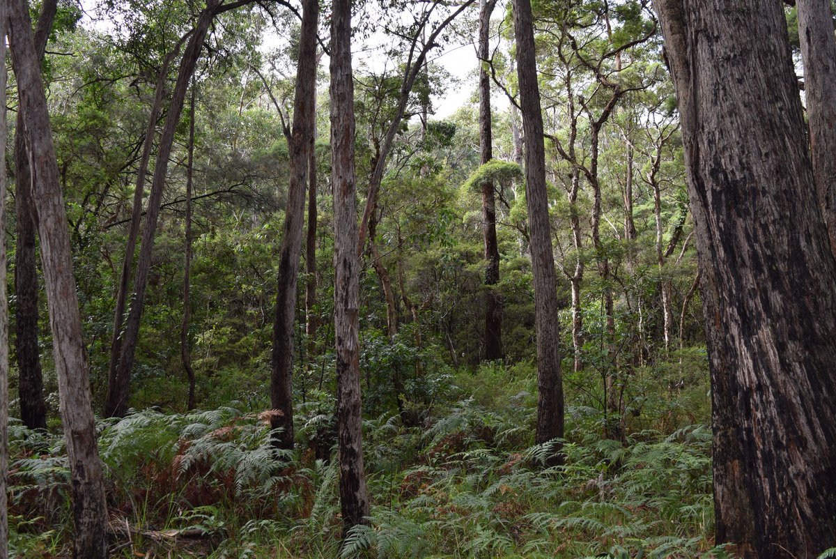 SydneyUni_Media's tweet photo. Conservation expert Prof Chris Dickman from @SydneySOLES reacts to possible land clearing of unburnt bushland and wildlife refuge, #Manyana: "We cannot afford to lose more native species, or the refuges they now depend on". #NSWPol 📷 Luisa Bustos https://t.co/rSkFZyndaQ