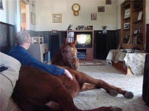 horse in my fucking living room