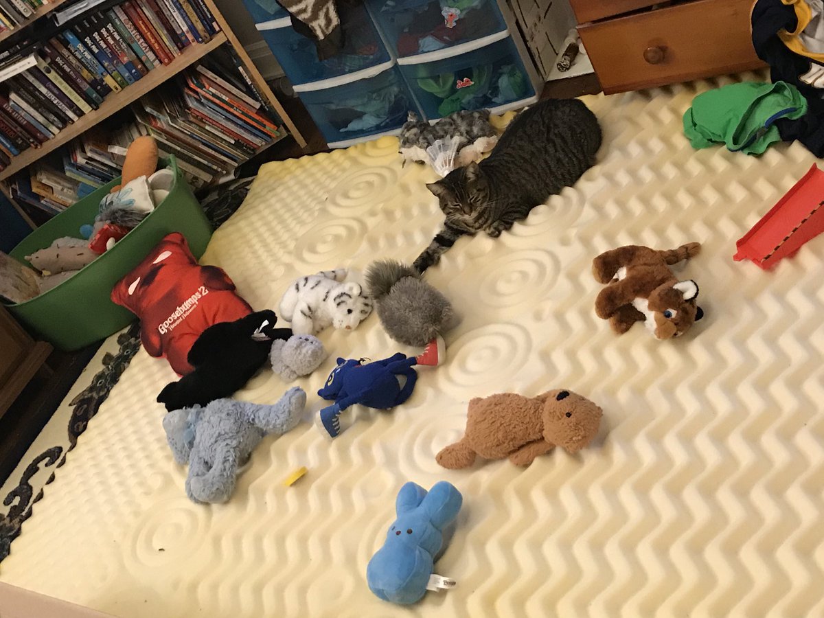 SivaKitten's tweet photo. Maybe if I hold really really still, the grabby little hooman will not notice me. Be one with a stuffed animal. https://t.co/WVoZvbUEr5