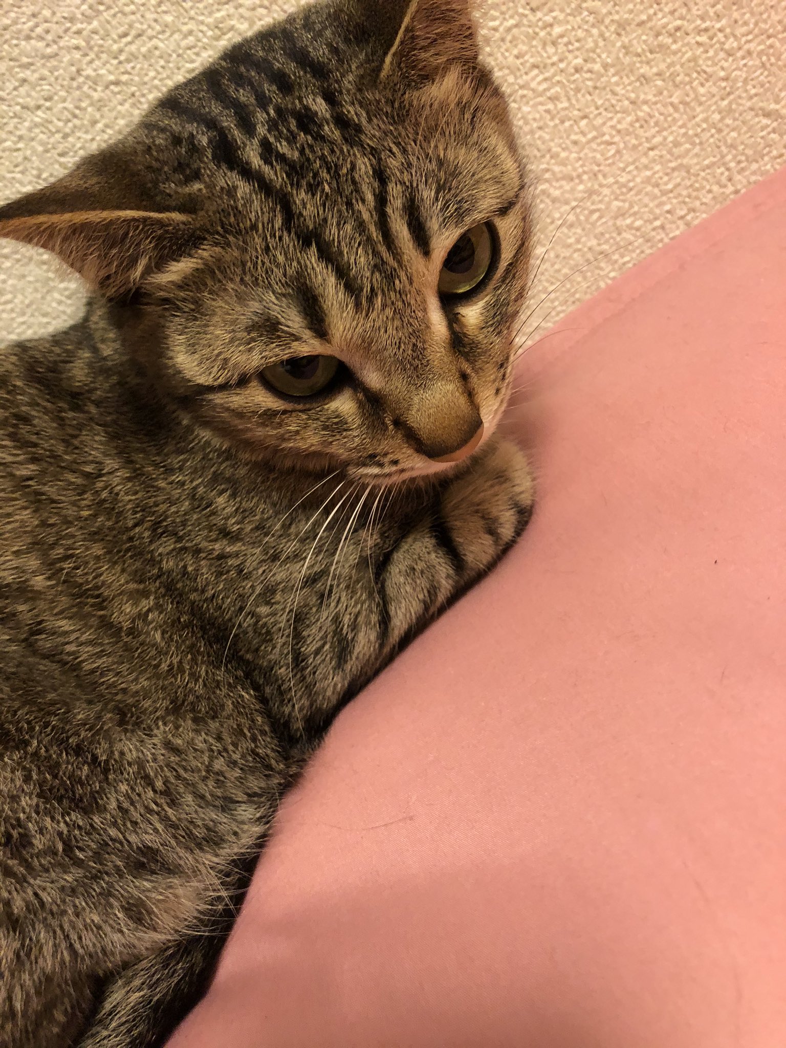 機嫌の悪い猫 Twitter Search Twitter