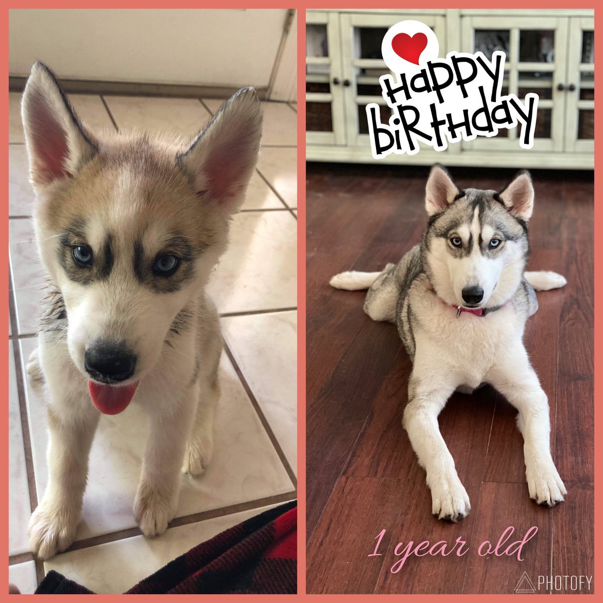 Happy Birthday baby Dakota! 1yr old today. Definitely mom and dad’s wildest furry baby. Love you so much ❤️❤️❤️

#SiberianHusky #mischievouspuppy #dogsfirstinstagram #lovepup #dogmomlife #dogmoments #ilovemydogsomuch #followus #wefollowback