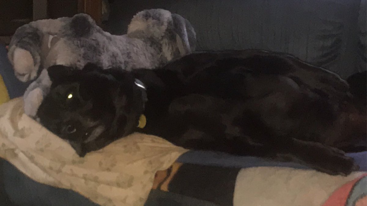 dieselruffus's tweet photo. He is so comfortable!! https://t.co/aW6OsCDhSC