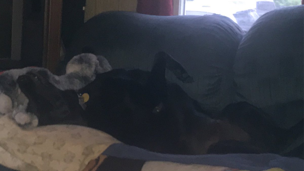 dieselruffus's tweet photo. He is so comfortable!! https://t.co/aW6OsCDhSC