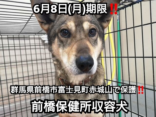 前橋保健所収容犬のtwitterイラスト検索結果 古い順