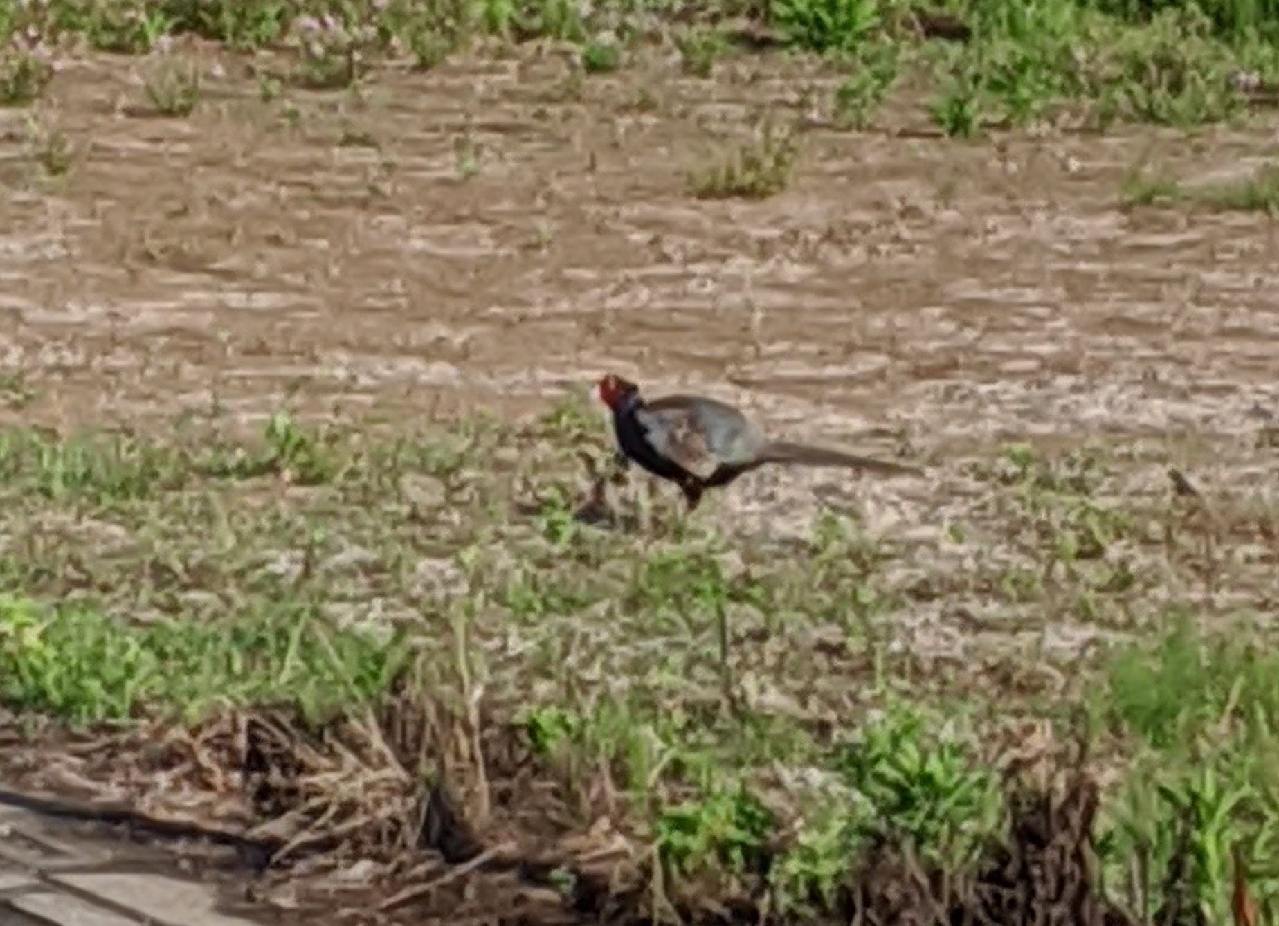 雉を見ることは幸運の象徴 近々に幸運が起こることを告げてくれているとか 虹もまた然り 虹 にじ と雉 キジ 連日見ることができるなんて これは幸運の兆しでしょうか 世界中に幸せが訪れますように Good Luck To Everyone キジ