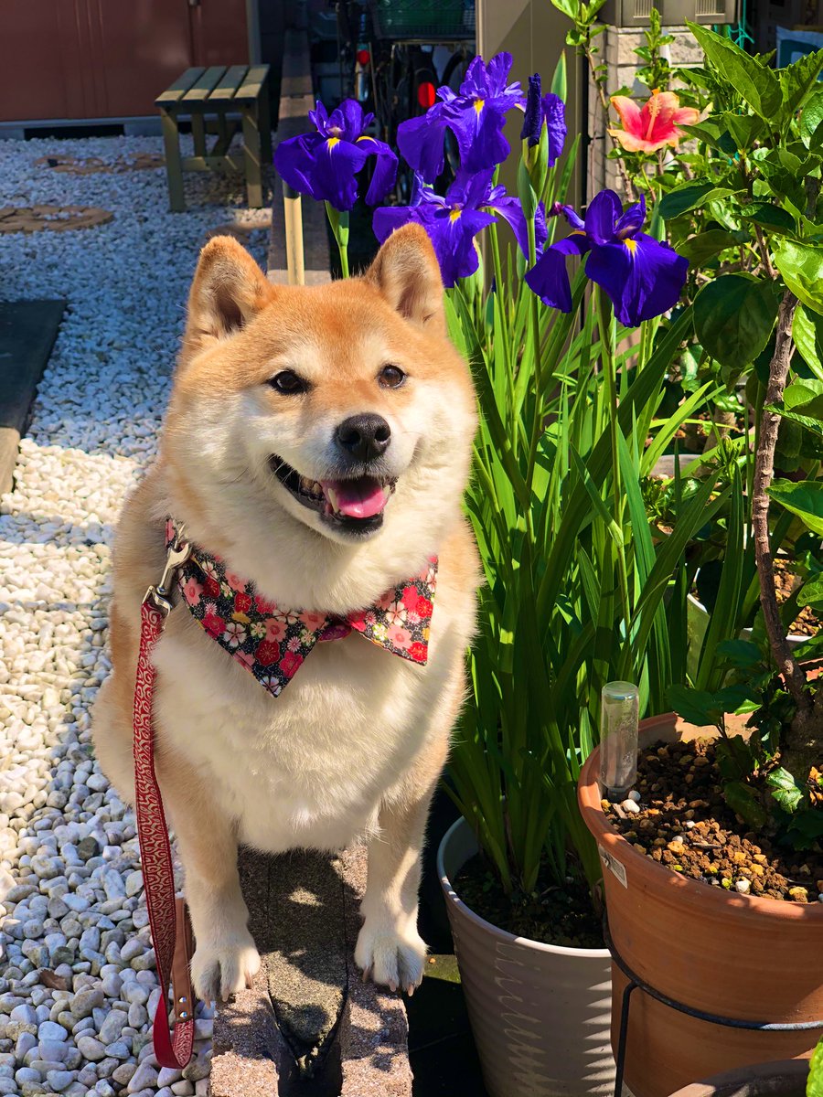 柴犬ハナ かっこいい色だよねー 柴犬ハナ かっこいい色だよねー