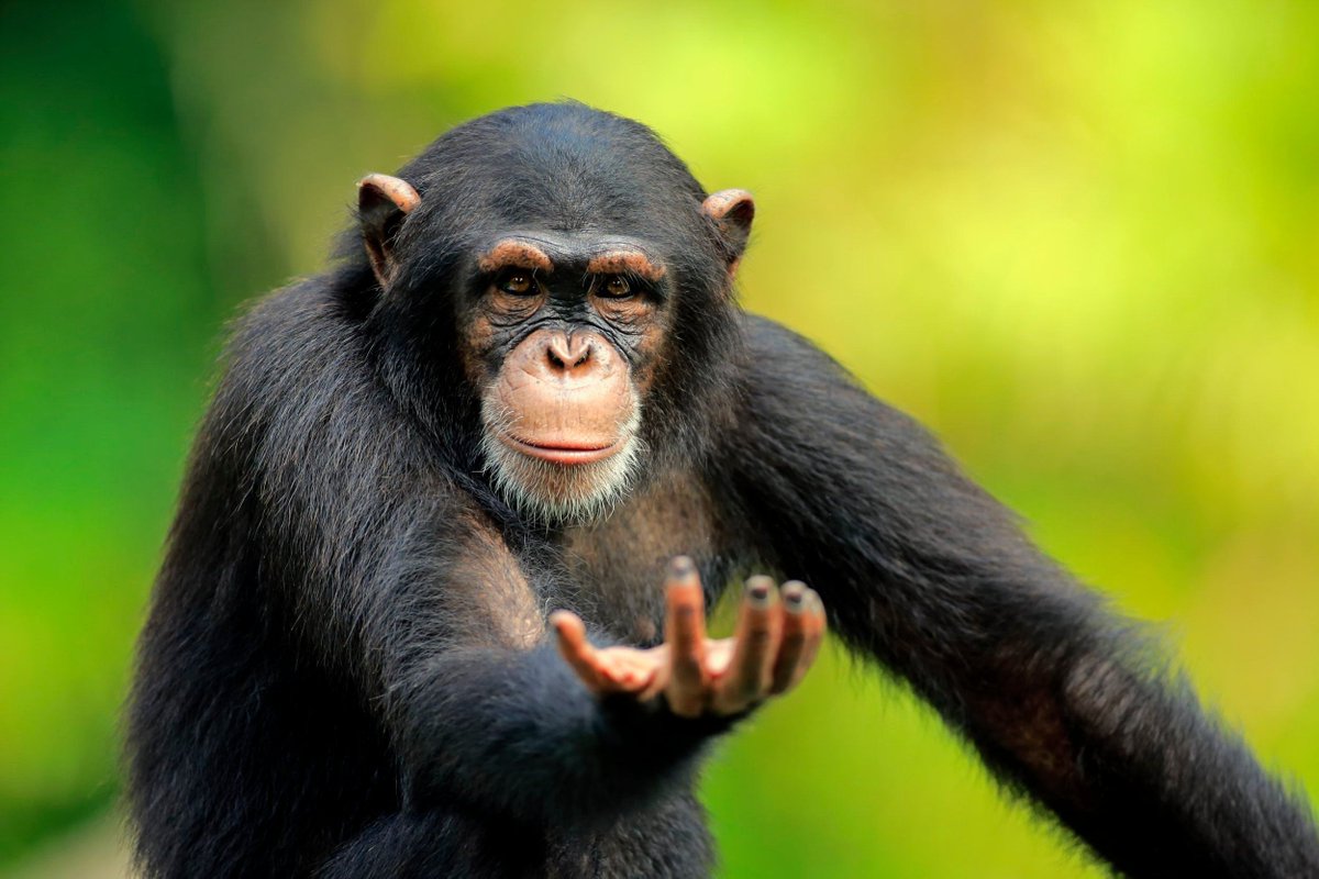jeffcharlesjr's tweet photo. Did you know?
Only about 150,000-200,000 chimpanzees still remain in the wild.
☹️ ☹️ ☹️
#ChimpFacts https://t.co/VLT0taUzq4