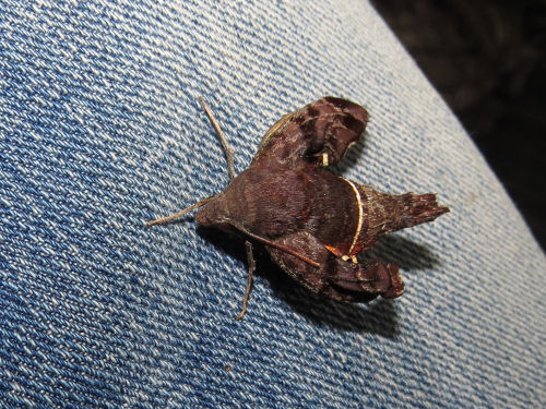 sharkbytes's tweet image. A sad story for a large moth, but interesting. #moths #lepidoptera myqualityday.blogspot.com/2020/05/sad-bu…