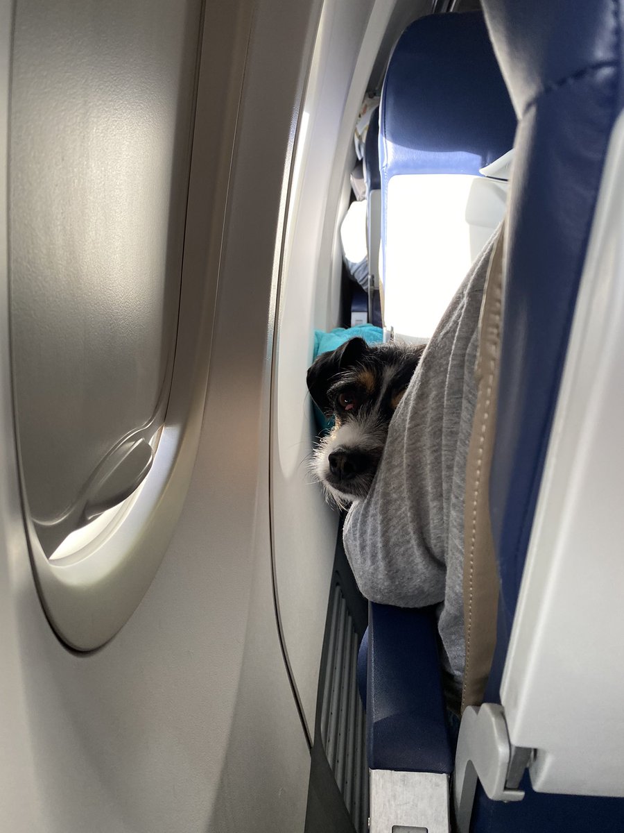 My backpack smells suspiciously of pee and this dog in the seat in front of me was wandering pretty freely around the seats in front of me.