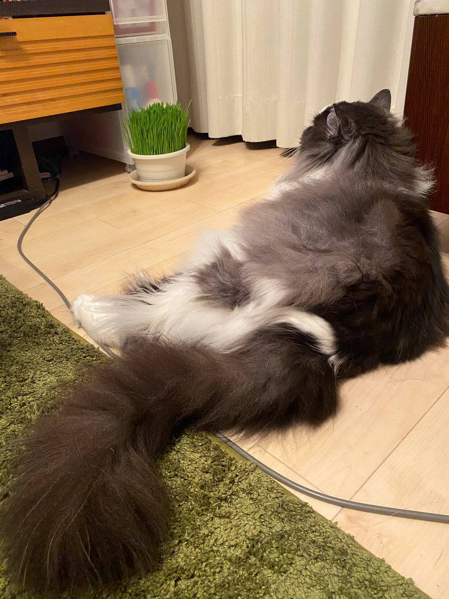 モモコ コネちゃんとサンちゃんの大きな違いは 耳の大きさ 同じノルウェージャンフォレストキャットでも色々違うもんだなー コネちゃんは耳が大き目だったけど サンちゃんは耳は小さ目で丸い 可愛い アライグマのようだ笑 Cat Cats ノルウェー モモコ コネちゃんとサンちゃんの大きな違いは 耳の大きさ 同じノルウェージャンフォレストキャットでも色々違うもんだなー コネちゃんは耳が大き目だったけど サンちゃんは耳は小さ目で丸い 可愛い アライグマのようだ笑 Cat Cats ノルウェー
