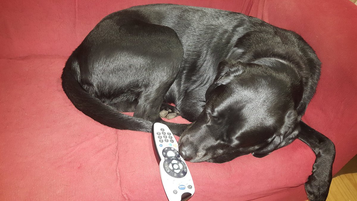 TwoDogHowl's tweet image. Mmmmm not so keen on some of M's tv choices during lockdown...more animal planet shows needed...I decided to take control!! 🐾🐕