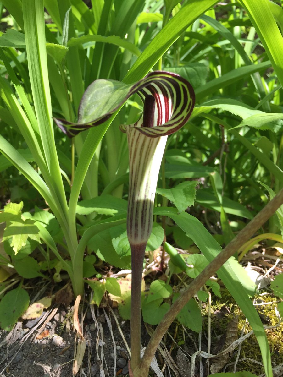 EmmaRoseMD's tweet photo. A Jack-in-the-pulpit I saw on a walk earlier this week. It’s ok look at but certainly not to eat raw- they contain calcium oxalate crystals which can cause a burning sensation and skin blisters. https://t.co/kmKK1oKNRs