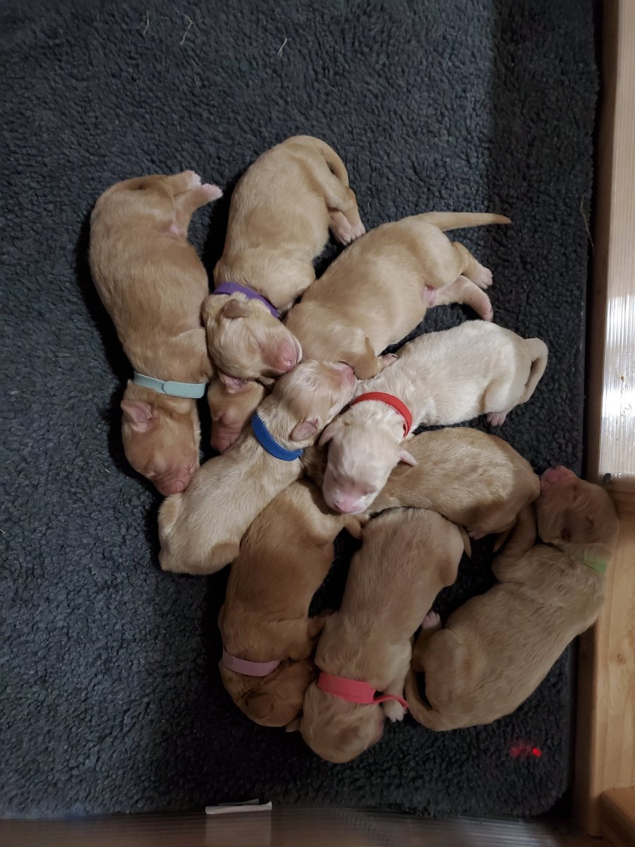 Happiness is... A gaggle of of puppies 😍 #goldendoodle #puppylove #puppies