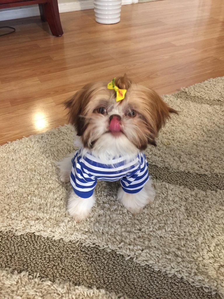 Bailey II loves to stick his tongue out !