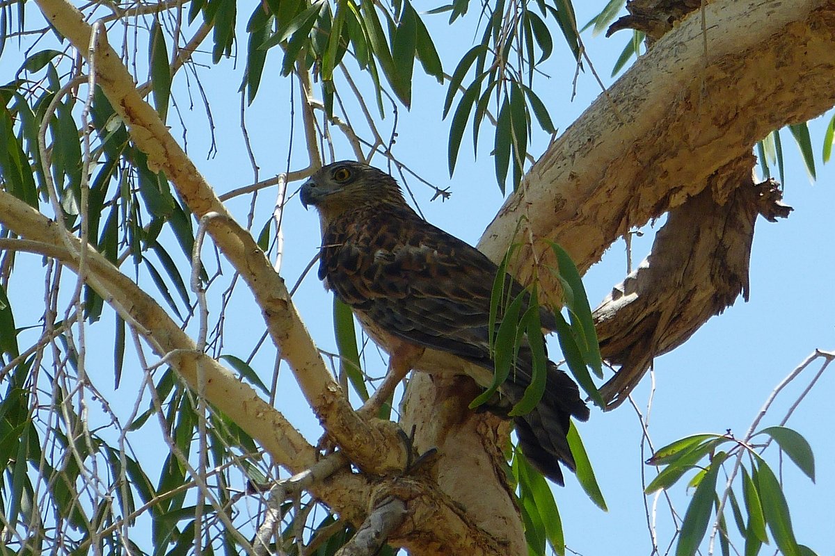 Broome Bird Observatory tweet media