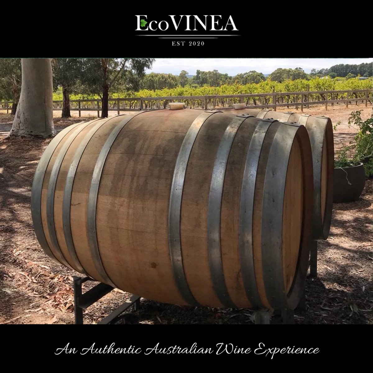“Respecting Nature and biodiversity, the owners grow a variety of grapes in the vineyards using eco-friendly viticulture practices.” 

If you know the location, you’ll know where our first offering of small-batch wines is coming from in September! 

#ecovinea #wineaustralia