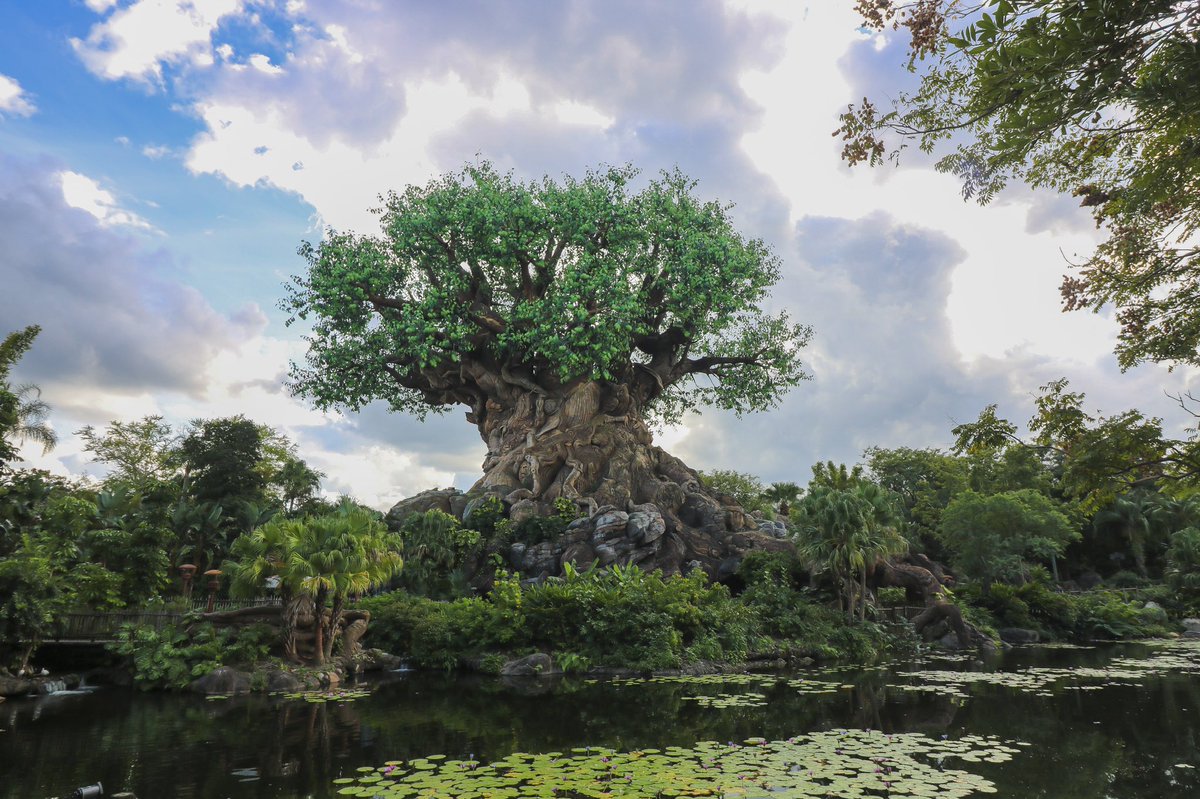 Animal Kingdom will be opening up on the same date as the Magic Kingdom  July 11th 🦒 This was definitely my favorite park! 📸: @mousymagic <a href="/WaltDisneyWorld/">Walt Disney World</a> <a href="/DisneyParks/">Disney Parks</a>