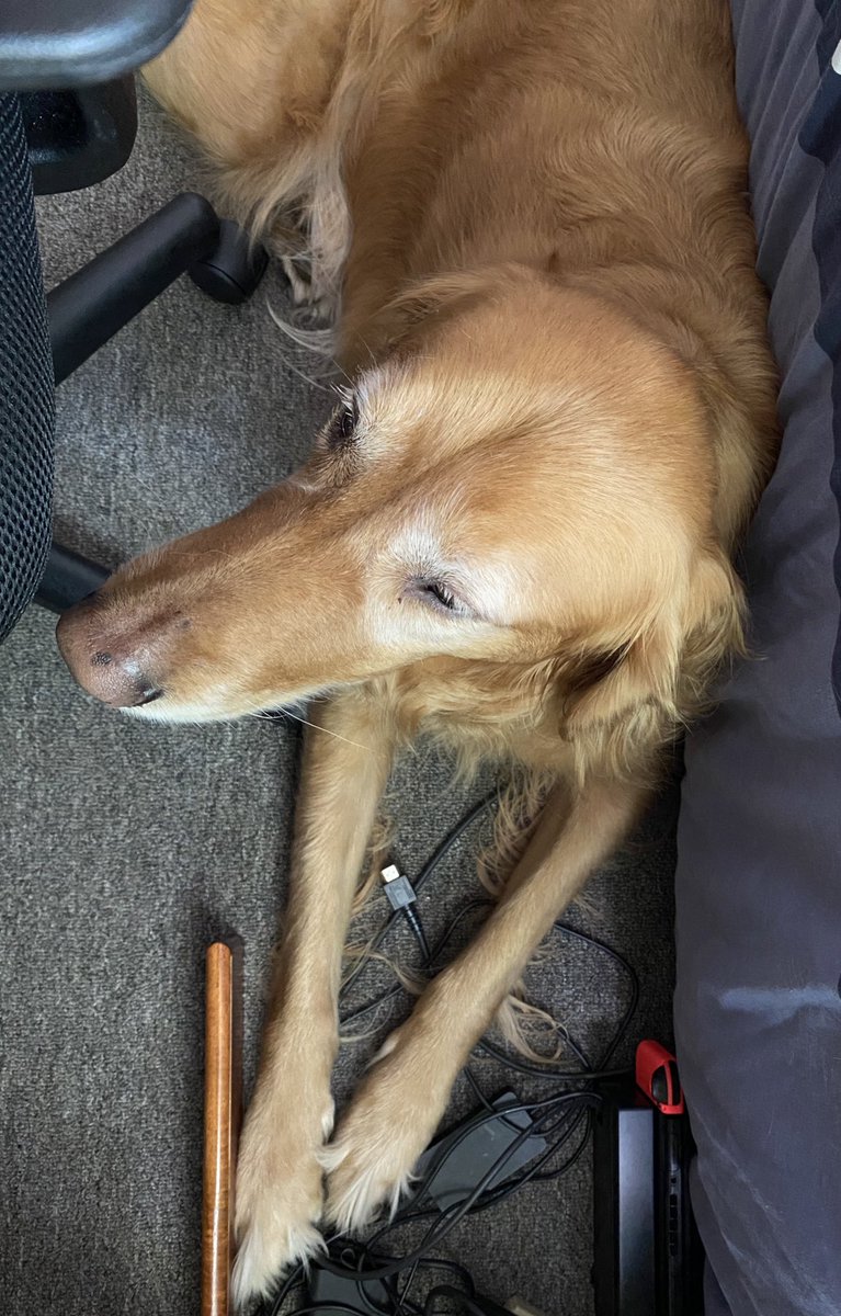 RileyFBernard's tweet photo. My office mate has become more demanding of my time! It’s as if it finally sunk in that I never leave home... #whatweekisit #QuarantineDiaries #workingfromhome #StayHomeStaySafe 

He is quite adorable though! https://t.co/yHSWBkhVuG