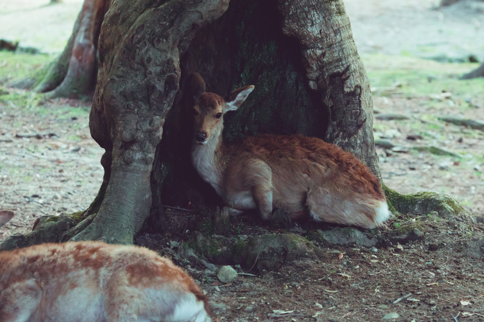 しかc これは 同じ場所に大きめの鹿が座った時のもの いや君が座るんか い と心の中でつっこんでいた T Co Aqd2jorzhd Twitter