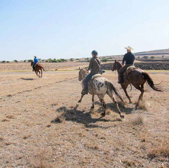 Ranchvacations1's tweet photo. Can you help? @Rancho_Cascadas is suffering: their beautiful horses need feeding, staff need helping. Any donation, big or small will be gratefully received and accepted as payment toward your future reservation. Full details here: thank you so much 🙏🏼 https://t.co/yX1ENp6GQH https://t.co/yi3DXyhX6z