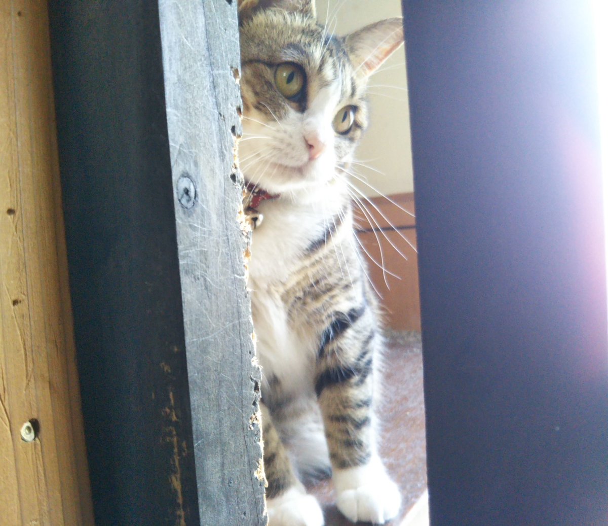 Miyata みやちか 愛猫 うめちゃん 猫 柵でしきられているため 柵をこえたいと甘い声で誘惑 してくる猫図