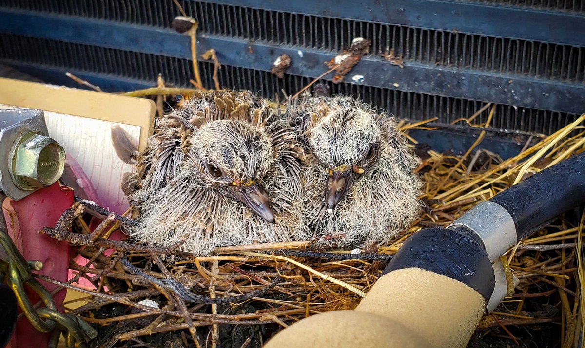 During the #COVID19 pandemic, the 142nd FAB has offered spaces for social distancing to the local wildlife.

They have continued to remain 6ft apart from all Soldiers since their known presence.
US Army NG photo: CPL Stephen Wright
#RazorbackThunder #WildlifeSafeSpace #weARstrong