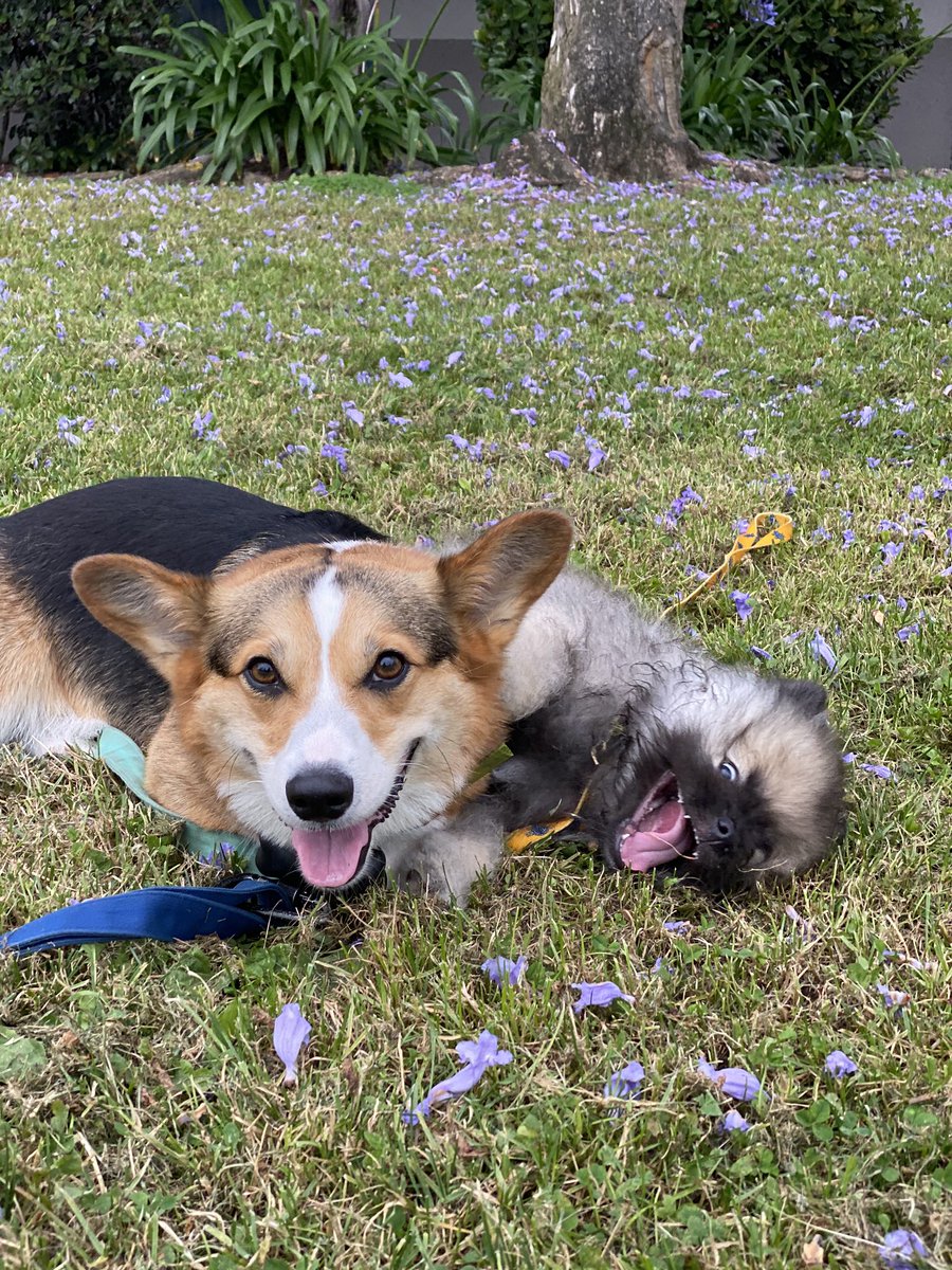 ᴘᴀᴠʟᴏᴠ ᴛʜᴇ ᴄᴏʀɢɪ tweet media