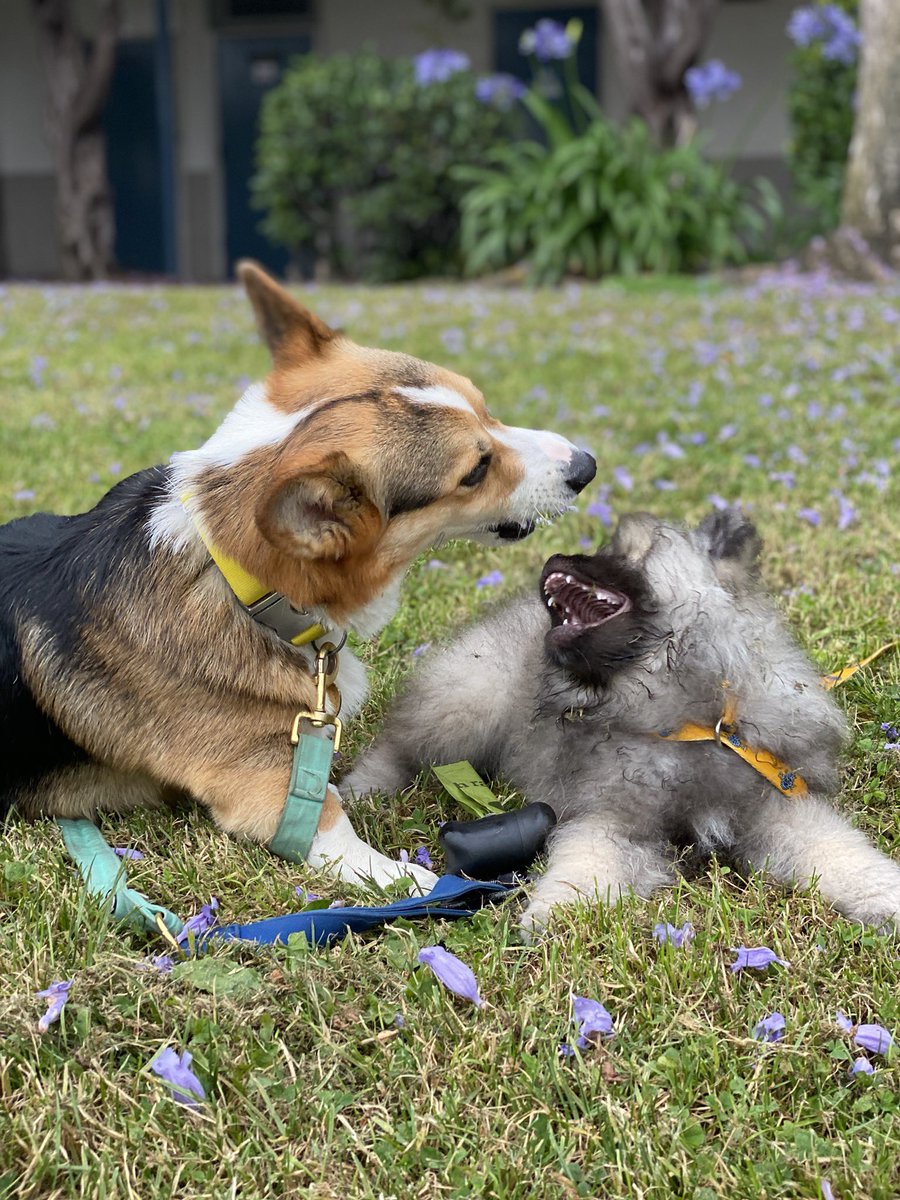 ᴘᴀᴠʟᴏᴠ ᴛʜᴇ ᴄᴏʀɢɪ tweet media