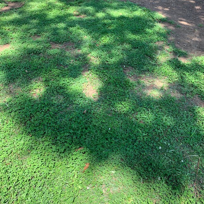 木陰のtwitterイラスト検索結果 木陰のtwitterイラスト検索結果