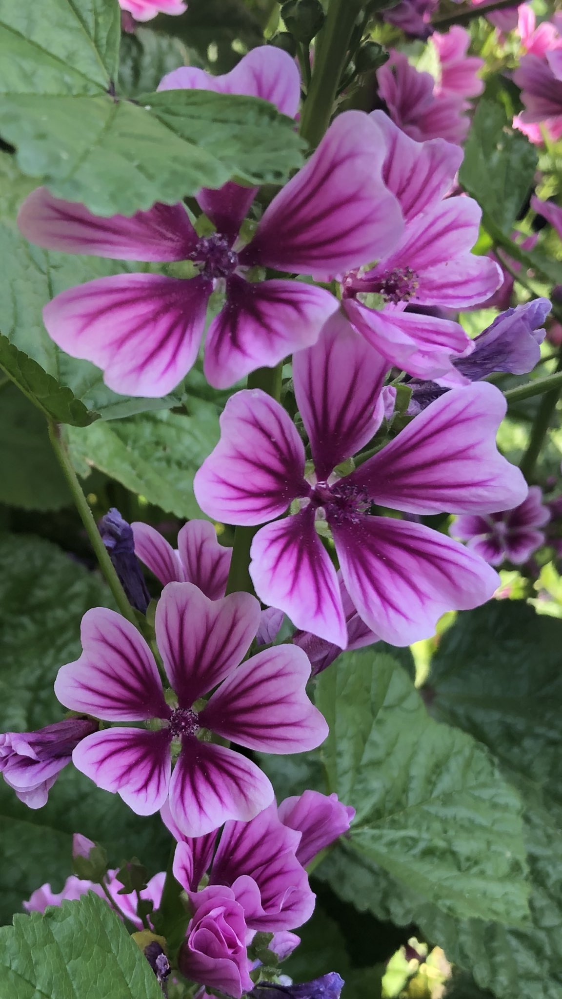 花言葉は初恋 Twitter Search Twitter