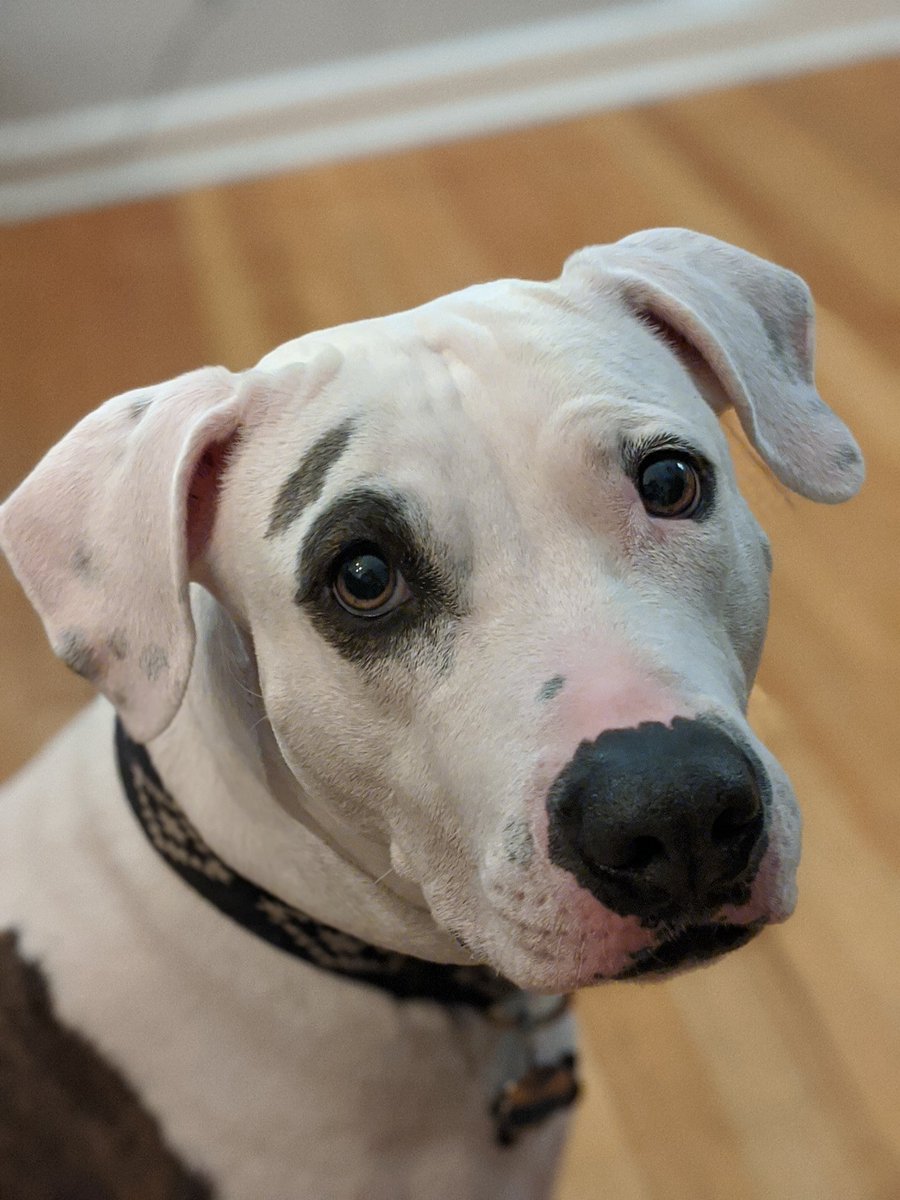 New phone, obligatory pet pics.