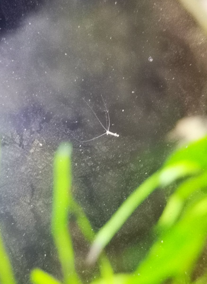 ありゅーあ 水草ストック水槽にヒドラ湧きだした 始めて見る プラナリアzeroが1番駆除が楽そうなのでポチッた