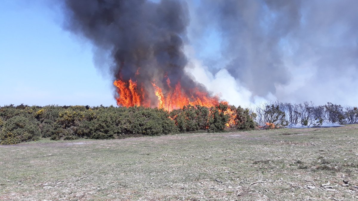 The New Forest - Forestry England (@engnewforest) on Twitter photo ⚠️⚠️The New Forest is on extremely high alert for the risk of fires this weekend⚠️⚠️ If you visit us please do NOT bring a BBQ with you or light any kind of fire - these are currently not allowed anywhere on the Forest due to risk of wildfires. @Hants_fire <a href="/NewForestNPA/">New Forest NPA</a> ⚠️⚠️The New Forest is on extremely high alert for the risk of fires this weekend⚠️⚠️ If you visit us please do NOT bring a BBQ with you or light any kind of fire - these are currently not allowed anywhere on the Forest due to risk of wildfires. @Hants_fire <a href="/NewForestNPA/">New Forest NPA</a>