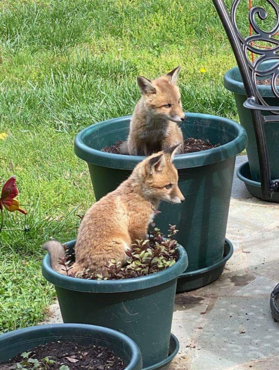 GraniteDhuine's tweet image. The foxes I planted last year are coming along nicely.