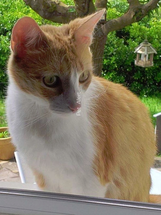 Missing Animaux 81 31 05 Decede